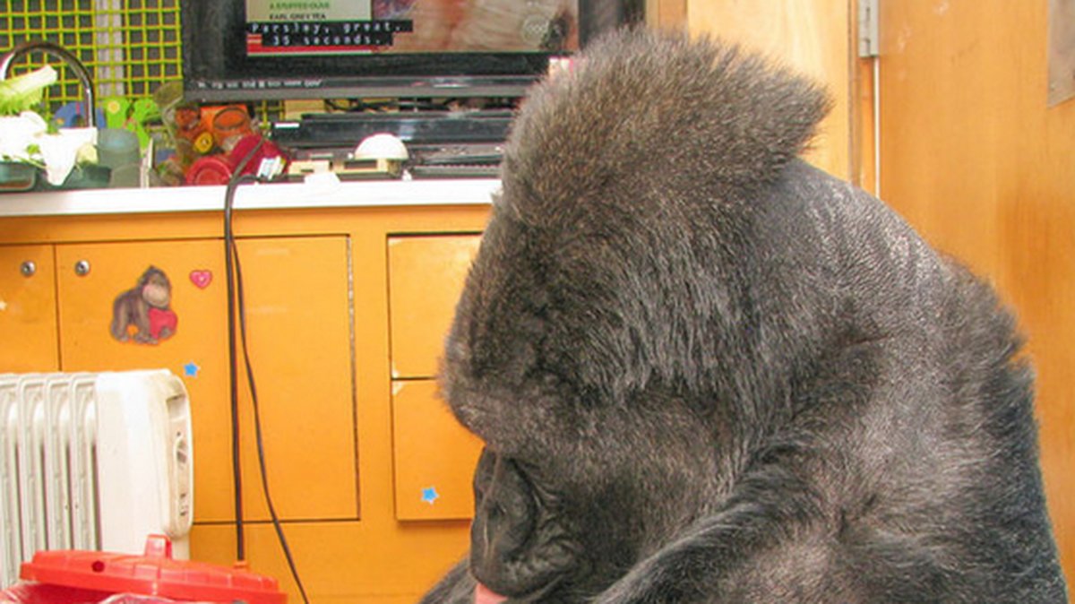 Gorillan Koko sörjer sin vän. 
